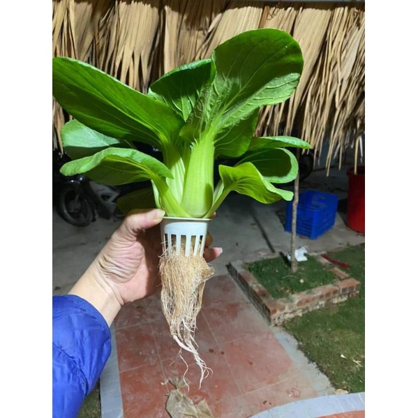 Dinh dưỡng thủy canh hydrolindo chuyên dụng cho rau ăn lá và cây ăn quả