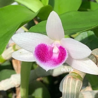 Hoa lan giả hạc, phi điệp Đài Loan DL178