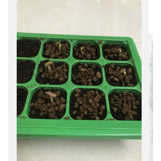 5 Hạt giống hoa sứ thái