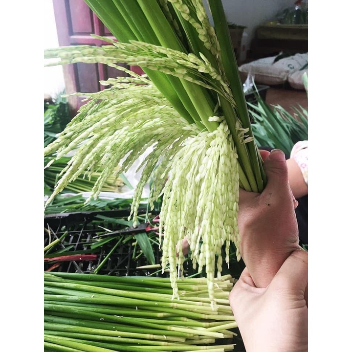 Đòng Đòng Nếp Hút Chân Không 1kg