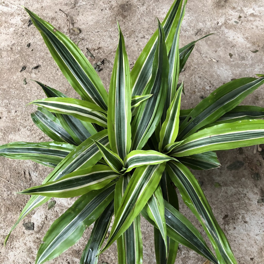 Cây đại tứ lan, Cao 25cm 3 thân to chắc khỏe lá thuôn dài óng vàng bắt mắt, thích hợp trang trí nội thất