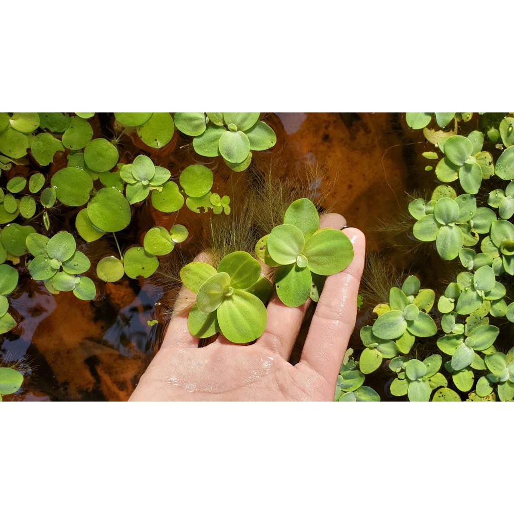 1 nhánh bèo cái lọc nước rễ dài trang trí bể thủy sinh cá cảnh