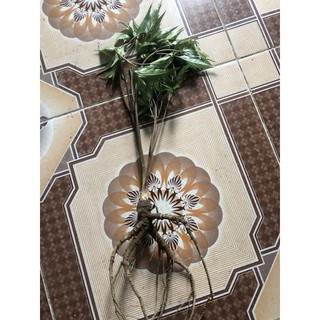Cây giống củ nhỏ đương qui tren dưới 20 cm