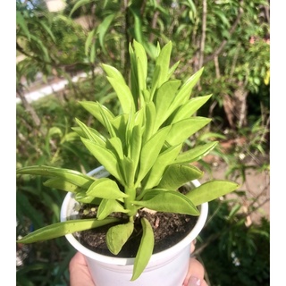 Sen đá đậu xanh lá dài hàng đẹp