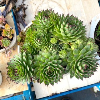 SEN ĐÁ PHẬT BÀ BỤI LỚN VIP - HÌNH THẬT KÈM VIDEO