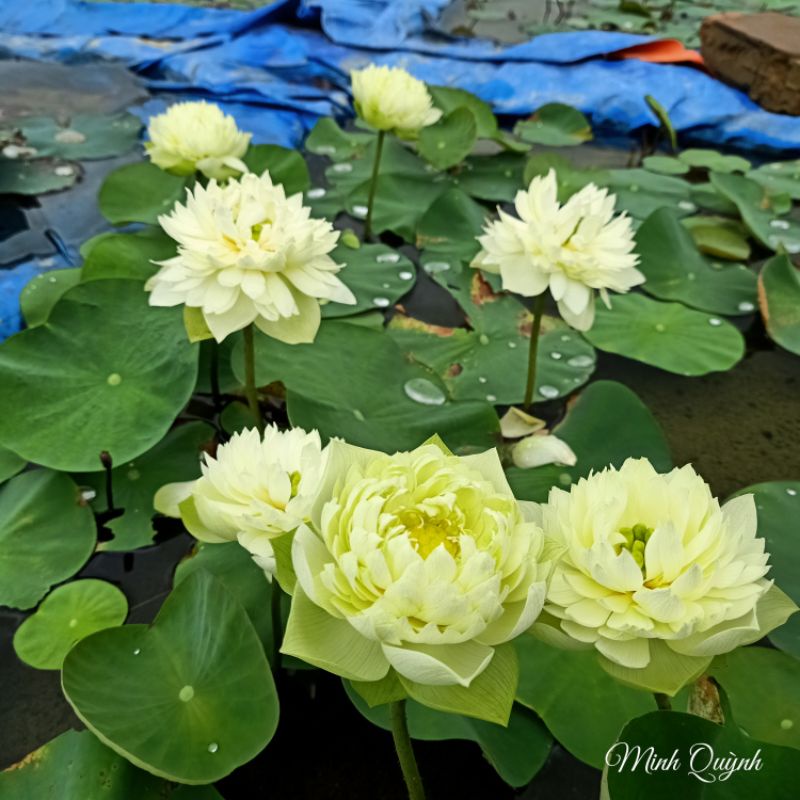 Củ sen táo trắng