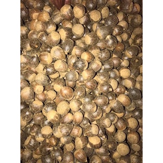Hạt dẻ tươi Sapa