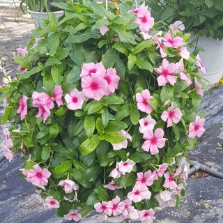 Dừa Cạn Siêu Hoa, Hàng Chịu Nắng Cao