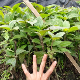 COMBO 50 Cây Chè Khổng Lồ