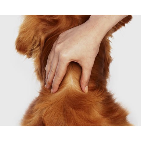 Frontline Plus For Dogs Nhỏ Gáy Phòng Và Trị Ve Rận Bọ Chét Cho Chó 10kg-20kg