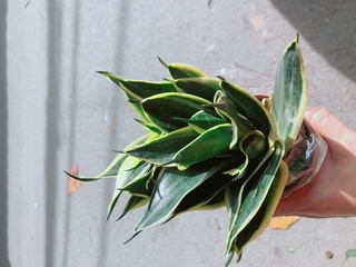 Lưỡi Hổ Thái Xanh