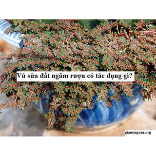 Cây cỏ sữa phơi khô 1 ký (lá nhỏ)