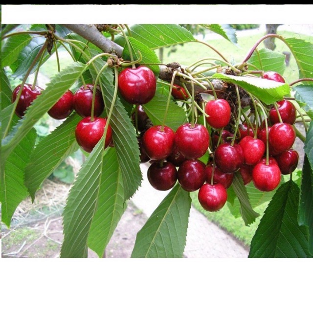 Hạt giống cây cherry