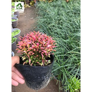 Cây Kỉ Đỏ - Cây cảnh mini để bàn
