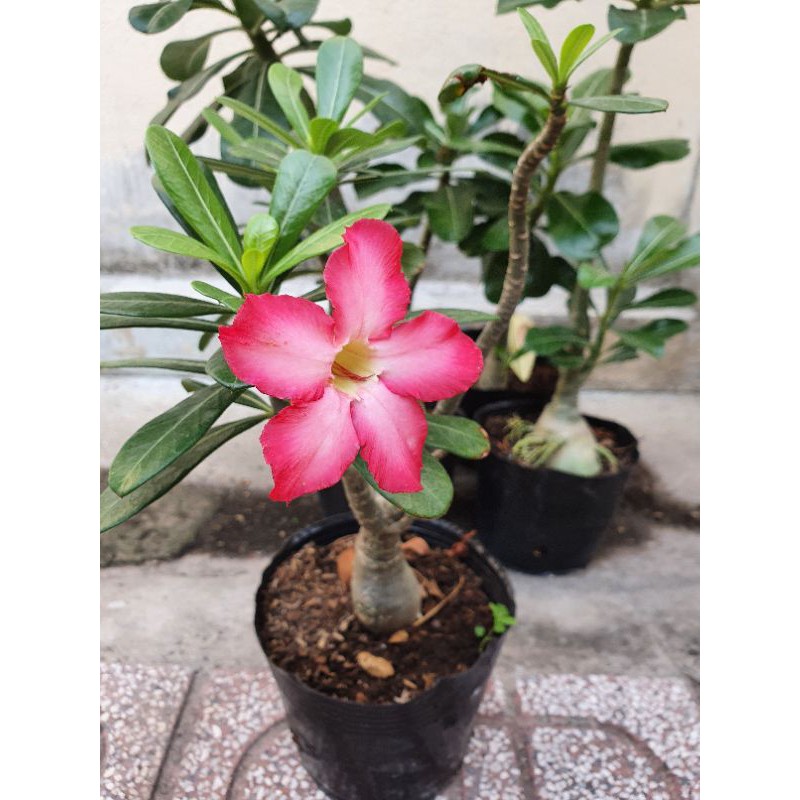 Cây hoa sứ cánh đơn