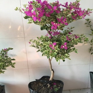 Cây giấy Cẩm thạch Mỹ cây to