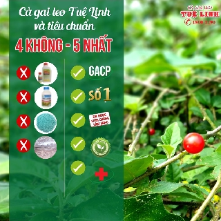 CÀ GAI LEO TUỆ LINH (60 VIÊN)