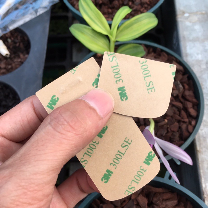 Miếng Dán Da Nokia 8800 trắng gold