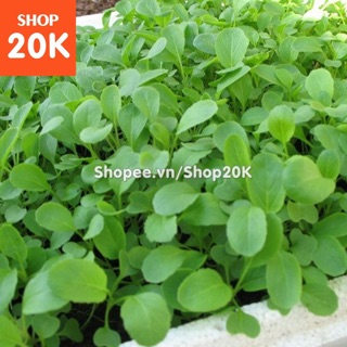 Giống Rau Cải xanh baby (ăn non)