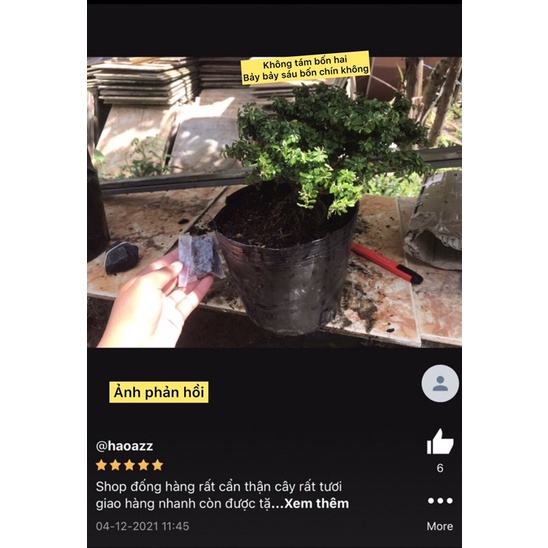 Caykiengsadec cây linh sam hạt gạo, bonsai mini sam hạt gạo tân phú, trang trí sân nhà