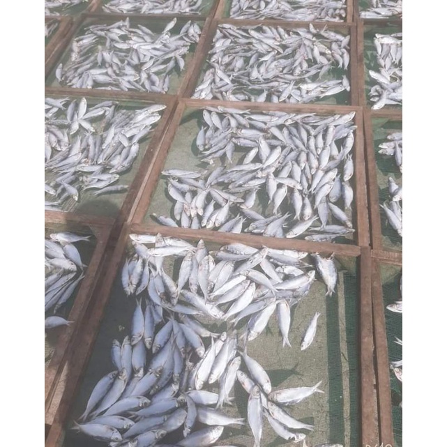 khô cá trích (hàng loại 1)