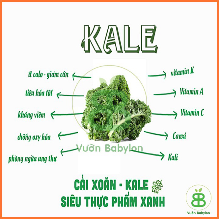 Hạt Giống Cải Xoăn Kale 5G Dễ Trồng, Năng Suất Cao