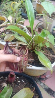 Cây nắp ấm bắt côn trùng