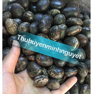 🌱 Hạt đậu lào 🌱