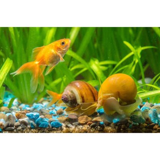 Combo 5 Ốc Táo Vàng Dọn Vệ Sinh