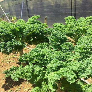 Hạt Giống Cải Xoan Khổng Lồ KaLe Cao 2m