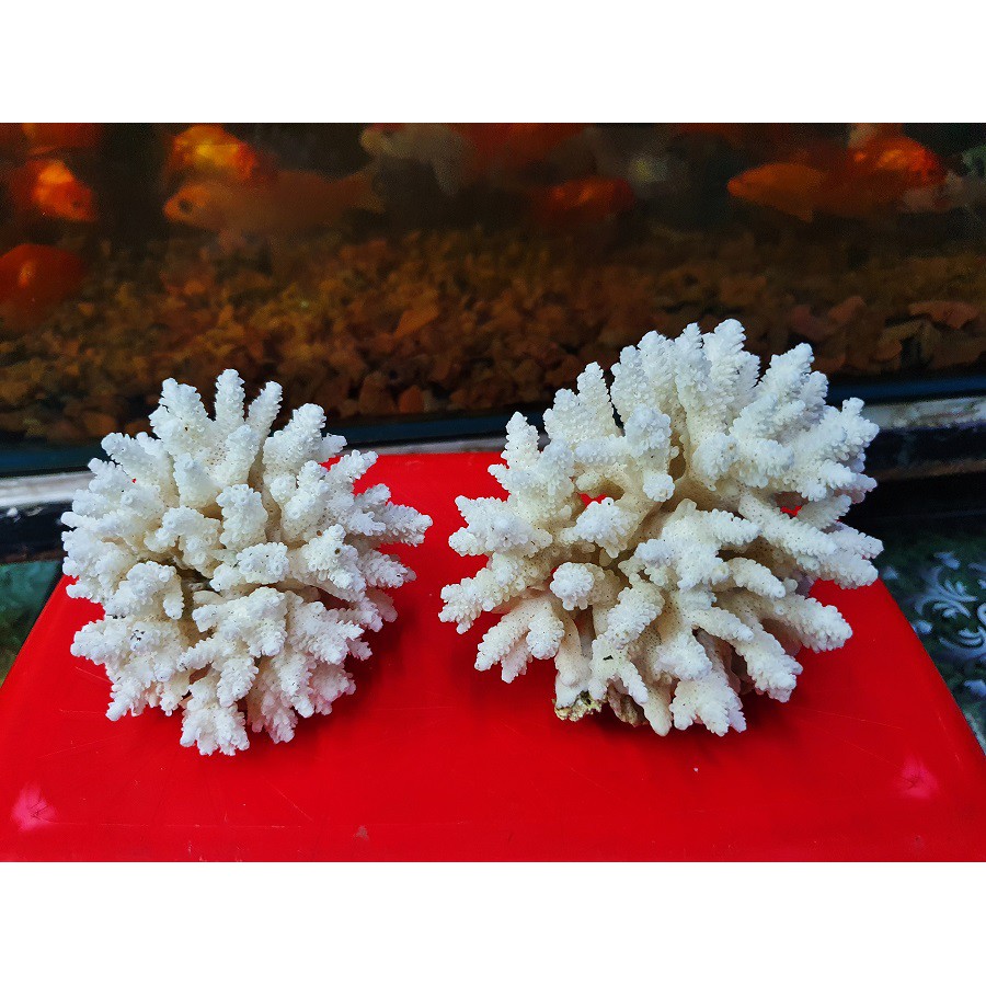 BỤI SAN HÔ BÔNG THẬT TRANG TRÍ HỒ CÁ NON BỘ 150g 200g
