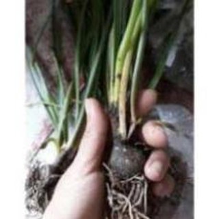 củ hoa huệ mưa
