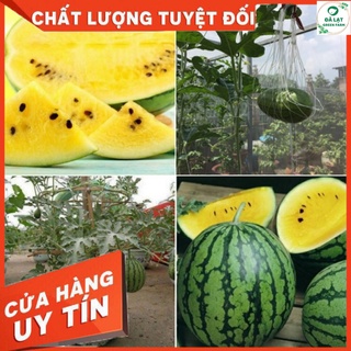 🍈10h_hạt giống dưa hấu ruột vàng f1🍈