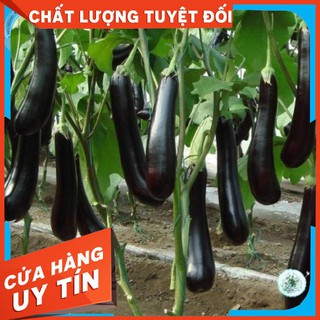 2gr Hạt Giống Cà Tím Dài (Solanum melongena)