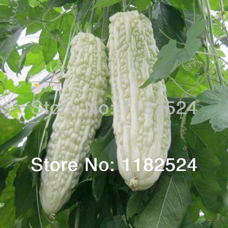 Hạt giống khổ qua bạch tuyết ( khổ qua trắng 5 hạt )