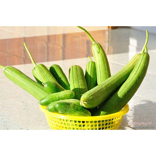 HẠT GIỐNG CÁC LOẠI MƯỚP - 1 Gói