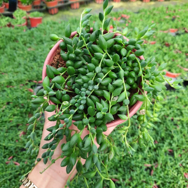 [Mã LIFE1511A giảm 10% đơn 50K] Chậu cứng String of tears - Sen đá giọt lệ Đà Lạt