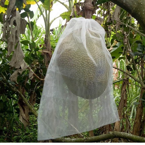 Túi Bao Trái Mít , Túi Lưới Bao Trái Cây