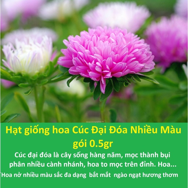 Hạt giống hoa Cúc mâm xôi hay còn gọi đại cúc, cúc đại đóa (danh pháp hai phần: Chrysanthemum morifolium