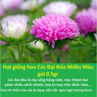 Hạt giống hoa Cúc mâm xôi hay còn gọi đại cúc, cúc đại đóa (danh pháp hai phần: Chrysanthemum morifolium