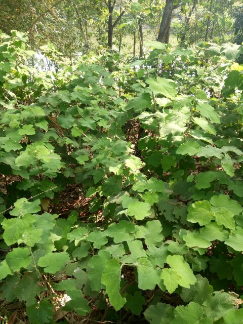 Lá mâm xôi rừng 1kg làm dầy niêm mạc ivf