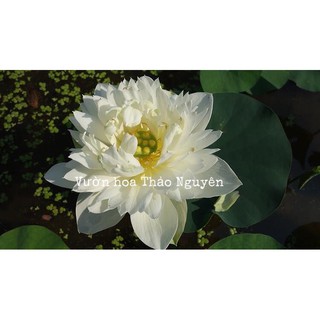 Củ sen màu trắng White Madiveles C-24