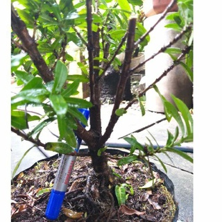 Trang vàng bonsai mini dạng phôi