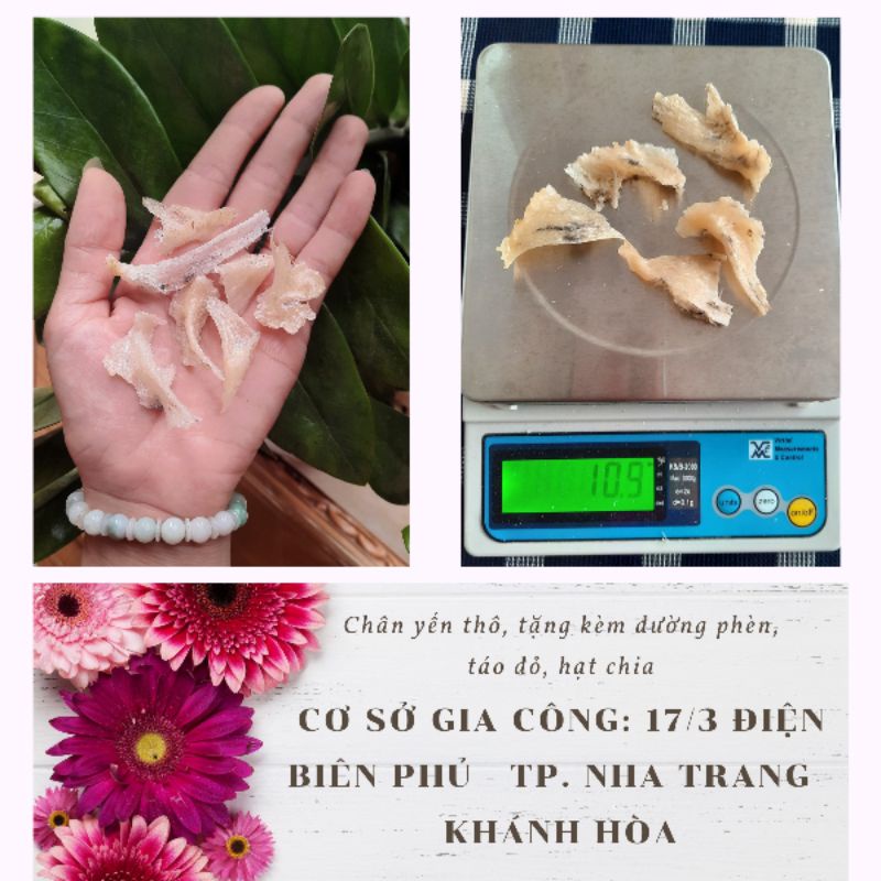 100gr Chân yến thô. Chân yến to già, nở nhiều, dai ngon. Tặng nhíp và đồ chưng cùng yến