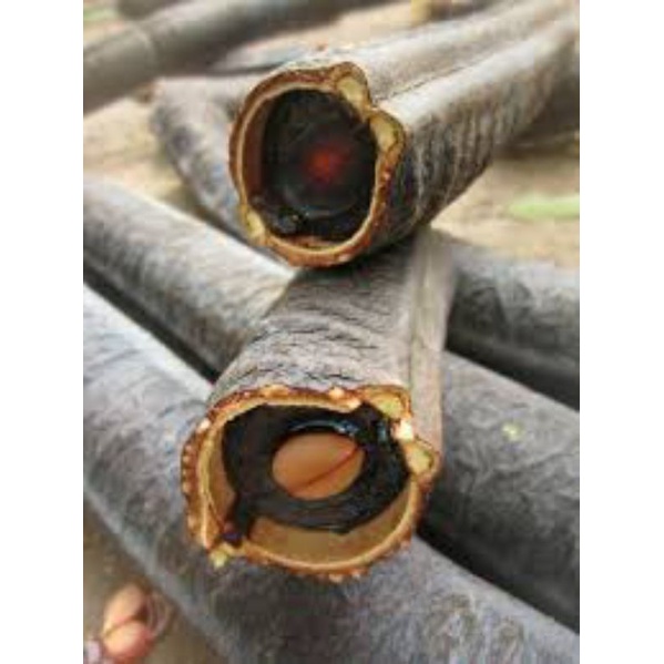 Cơm Quả ô môi hay quả Canh ki na