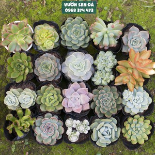 Combo 20 sen đá ngẫu nhiên 5-7cm