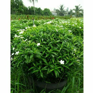 Chậu hoa mai vạn phúc