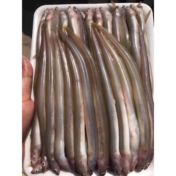 Cá sụn sịn ❤️SIÊU TRỨNG❤️ hot hít thơm ngon dinh dưỡng