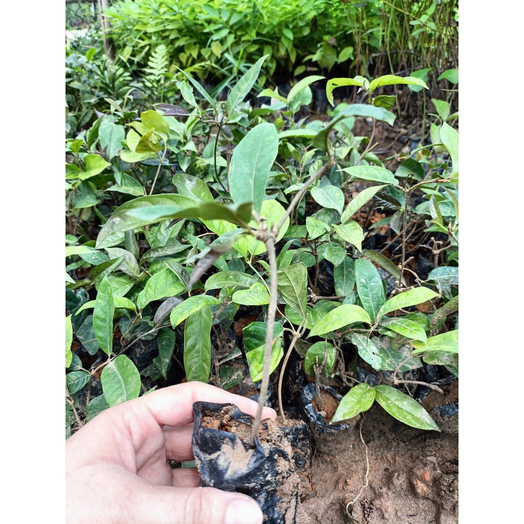 Combo 3 cây giống ba kích