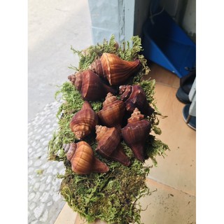 Đùi gà nhân tạo